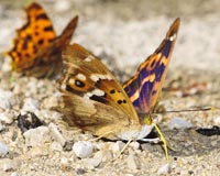 Kleiner Schillerfalter  - Zum Vergroessern klicken!